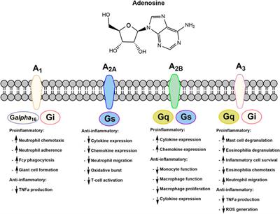 The Therapeutic Landscape of Rheumatoid Arthritis: Current State and Future Directions